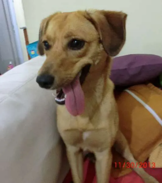 Cachorro ra a SRD idade  nome Linda cadelinha