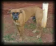 Rex