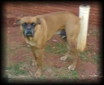 Cachorro ra a Boxer idade 6 ou mais anos nome Rex