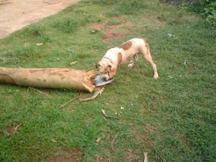 Cachorro ra a  Boxer idade 2 anos nome Raika
