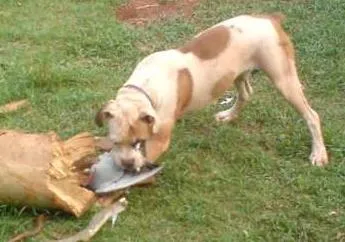 Cachorro ra a  Boxer idade 2 anos nome Raika