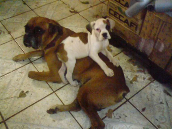 Cachorro ra a Boxer idade 6 ou mais anos nome Rex