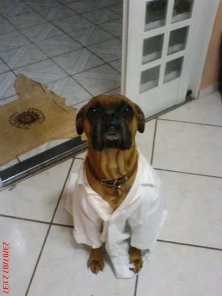 Cachorro ra a Boxer idade 6 ou mais anos nome Rex