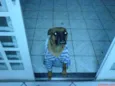 Rex