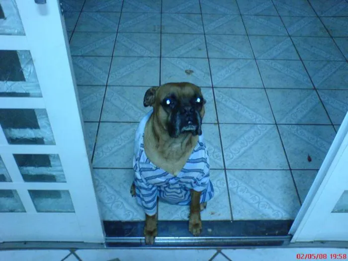 Cachorro ra a Boxer idade 6 ou mais anos nome Rex