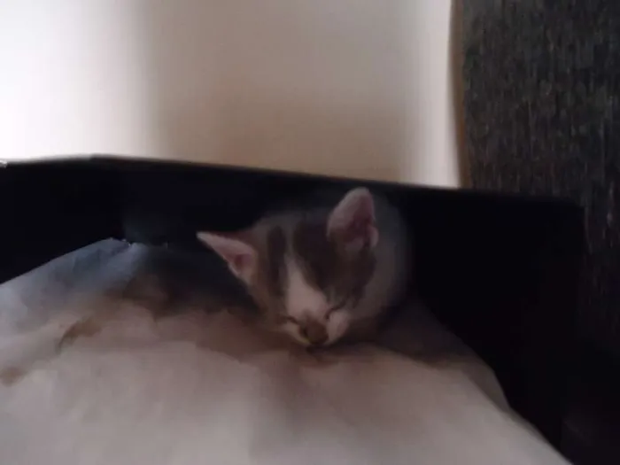 Gato raça  idade Abaixo de 2 meses nome 5 gatinhos