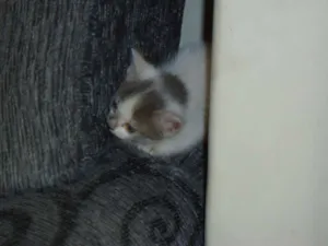 Gato raça  idade Abaixo de 2 meses nome 5 gatinhos