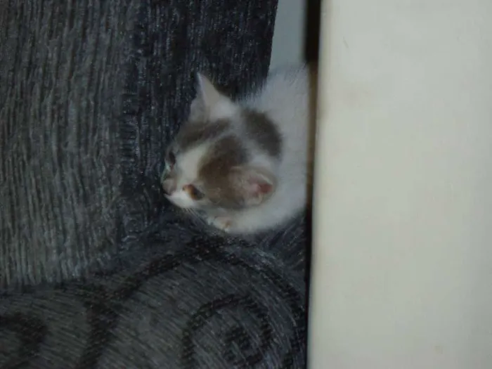 Gato raça  idade Abaixo de 2 meses nome 5 gatinhos