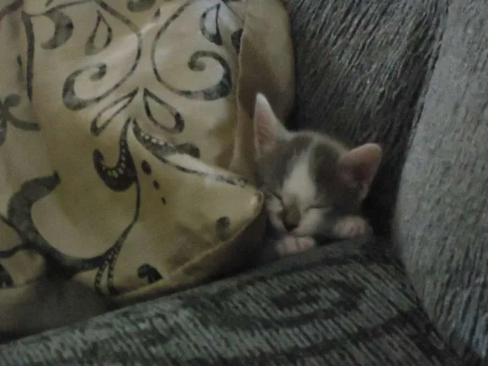 Gato raça  idade Abaixo de 2 meses nome 5 gatinhos