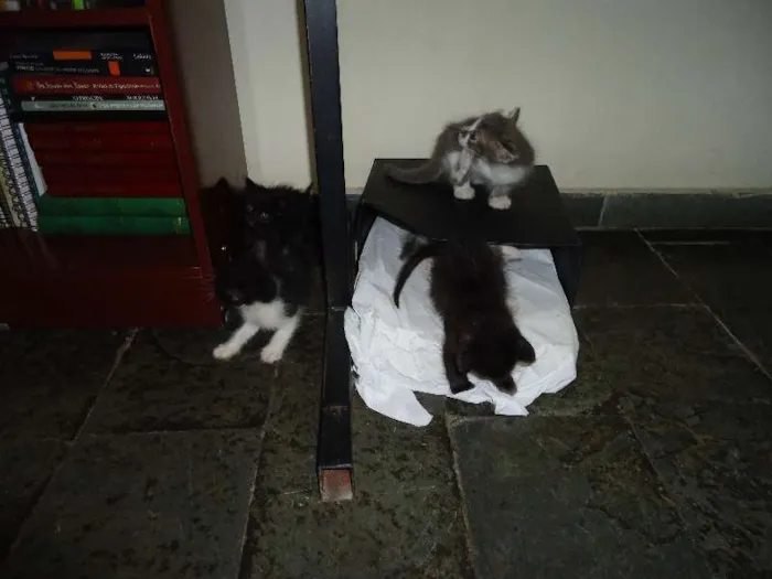 Gato raça  idade Abaixo de 2 meses nome 5 gatinhos