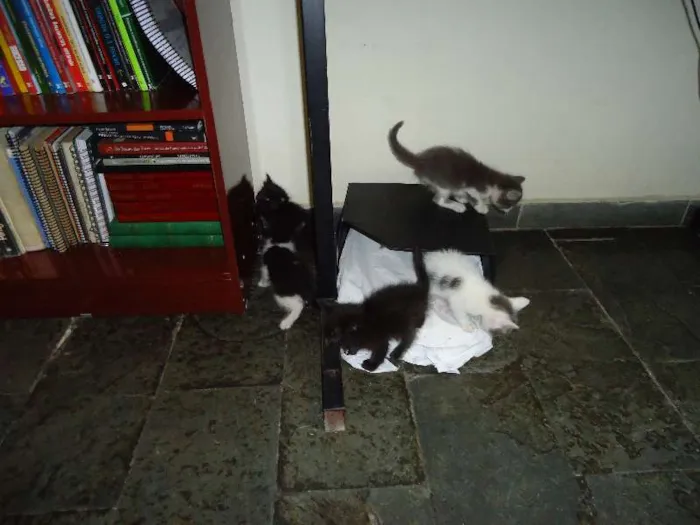 Gato raça  idade Abaixo de 2 meses nome 5 gatinhos