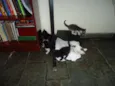 5 gatinhos