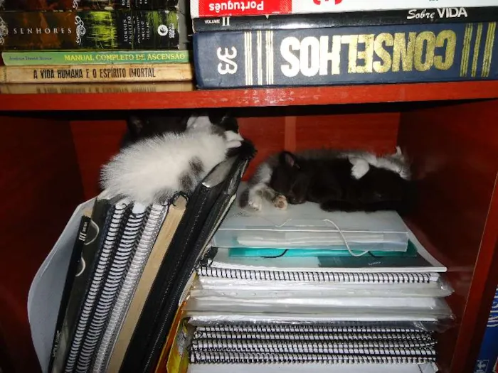 Gato raça  idade Abaixo de 2 meses nome 5 gatinhos