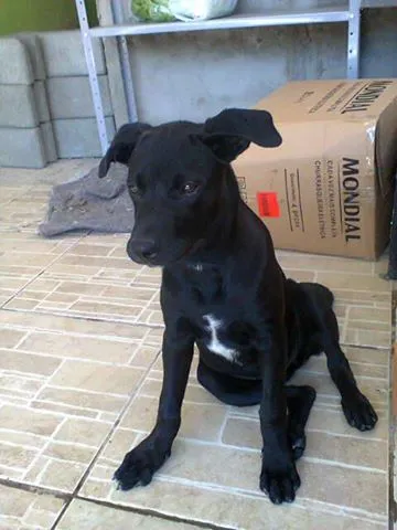 Cachorro raça  idade 1 ano nome LUA