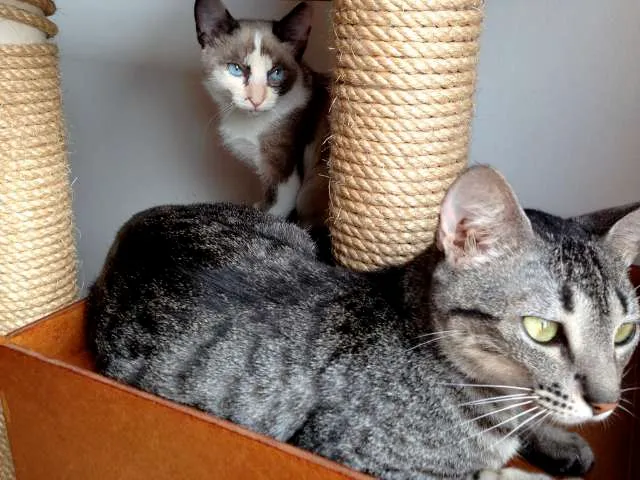 Gato ra a  idade 2 a 6 meses nome Tulipa e Orquídea