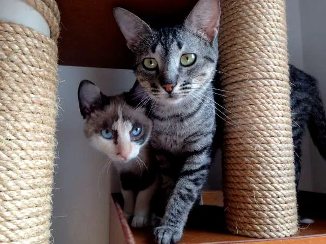 Gato ra a  idade 2 a 6 meses nome Tulipa e Orquídea