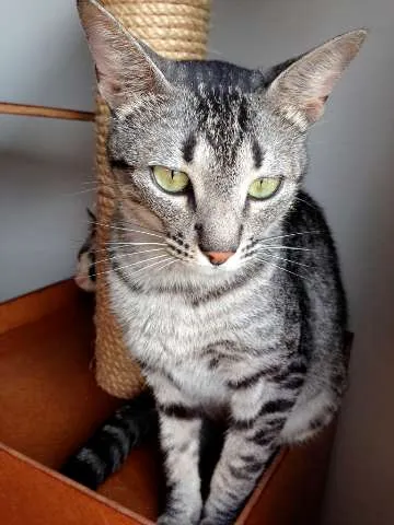 Gato ra a  idade 2 a 6 meses nome Tulipa e Orquídea
