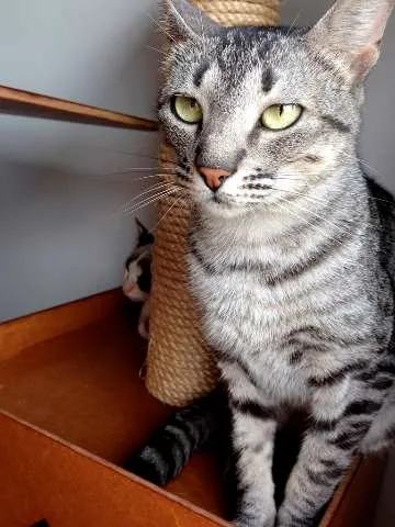 Gato ra a  idade 2 a 6 meses nome Tulipa e Orquídea