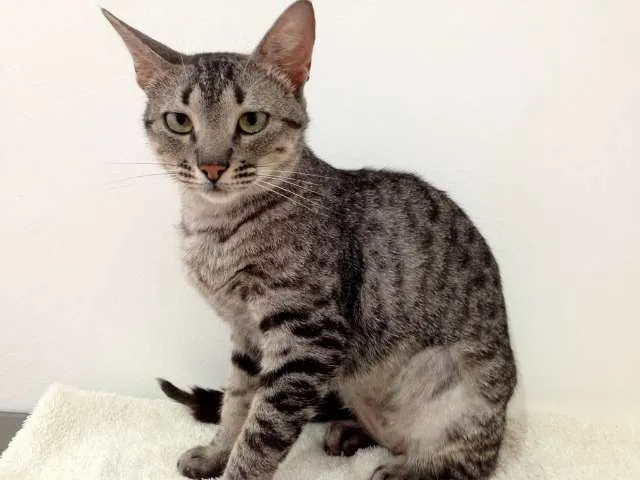 Gato ra a  idade 2 a 6 meses nome Tulipa e Orquídea