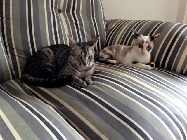 Gato ra a  idade 2 a 6 meses nome Tulipa e Orquídea