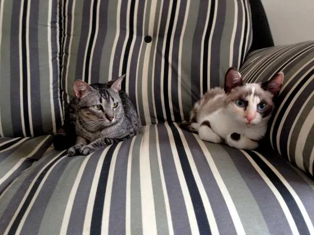 Gato ra a  idade 2 a 6 meses nome Tulipa e Orquídea