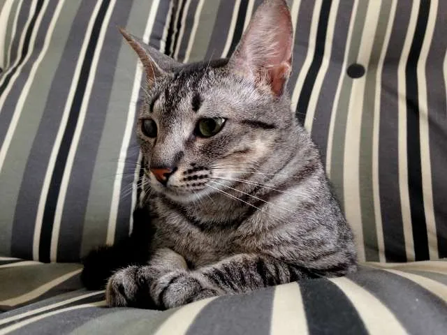 Gato ra a  idade 2 a 6 meses nome Tulipa e Orquídea