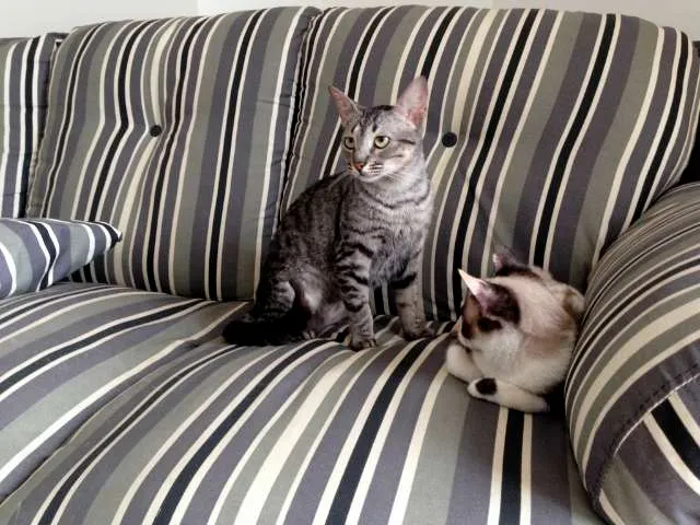 Gato ra a  idade 2 a 6 meses nome Tulipa e Orquídea