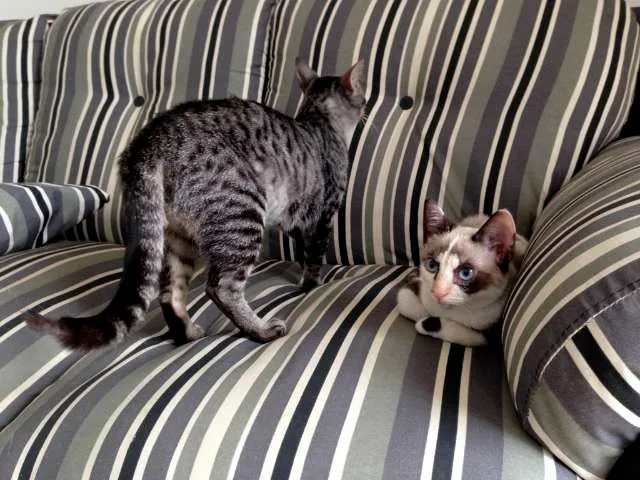 Gato ra a  idade 2 a 6 meses nome Tulipa e Orquídea
