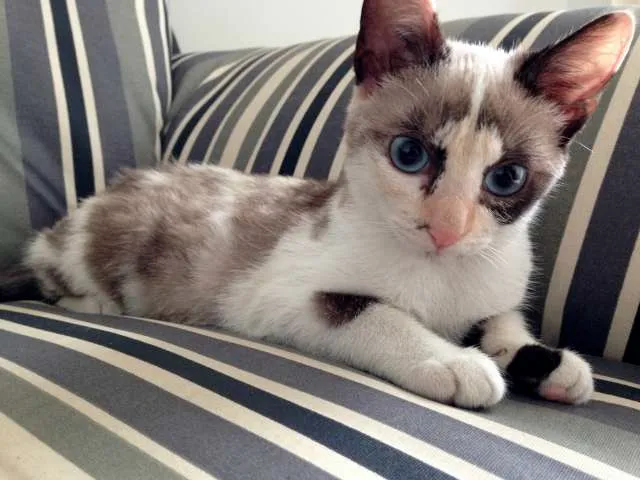 Gato ra a  idade 2 a 6 meses nome Tulipa e Orquídea