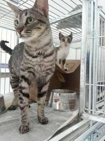 Gato ra a  idade 2 a 6 meses nome Tulipa e Orquídea