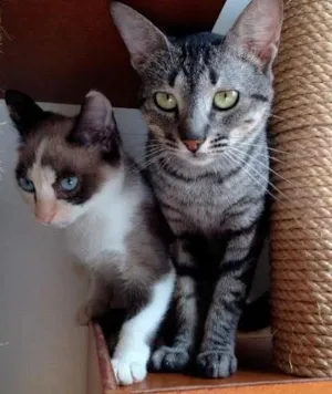 Gato raça  idade 2 a 6 meses nome Tulipa e Orquídea