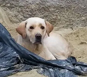 Cachorro raça labrador idade 4 anos nome não sei