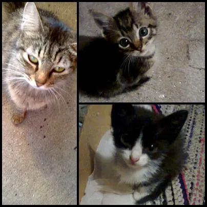 Gato ra a sem raça idade 2 a 6 meses nome sem nome