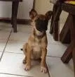 Cachorro ra a Mestiça idade 2 a 6 meses nome Safira
