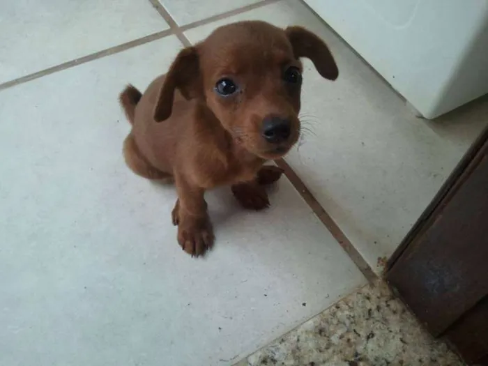 Cachorro ra a Basset-Cofap idade Abaixo de 2 meses nome tika