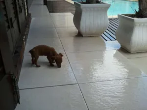 Cachorro raça Basset-Cofap idade Abaixo de 2 meses nome tika