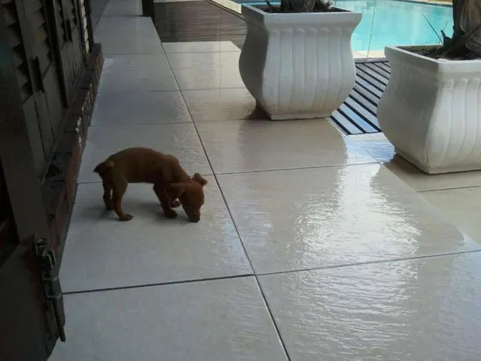 Cachorro ra a Basset-Cofap idade Abaixo de 2 meses nome tika