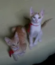 bob e marley