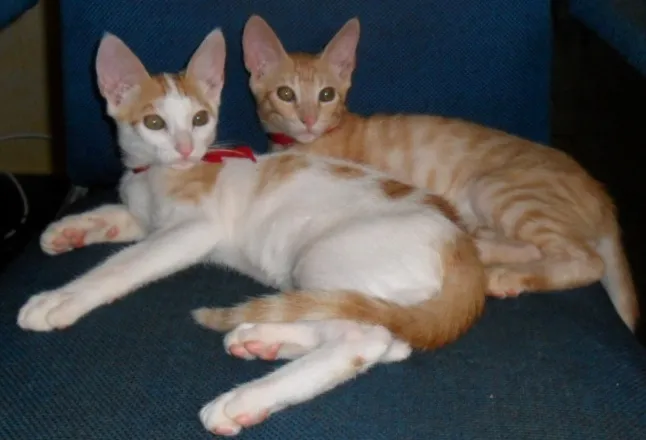 Gato ra a  idade 2 a 6 meses nome bob e marley