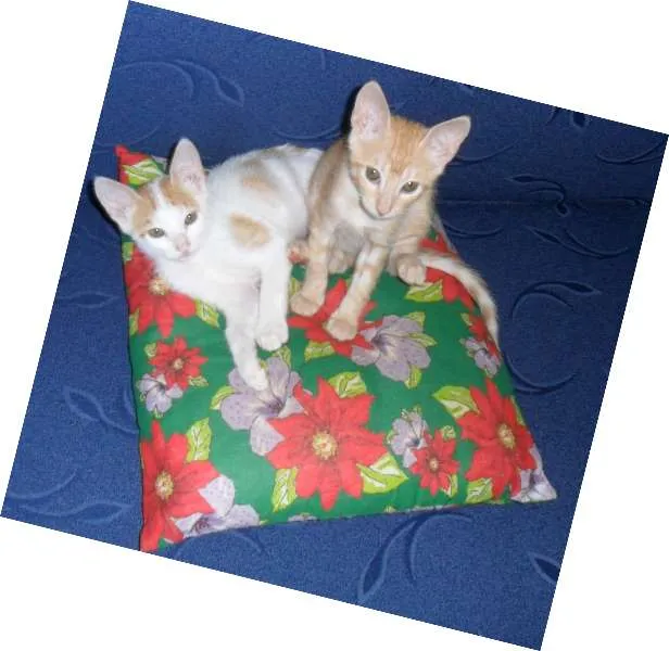 Gato ra a  idade 2 a 6 meses nome bob e marley