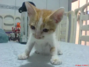 Gato raça srd idade 2 a 6 meses nome Tinho