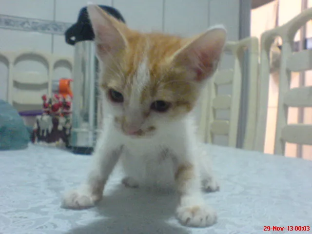 Gato ra a srd idade 2 a 6 meses nome Tinho