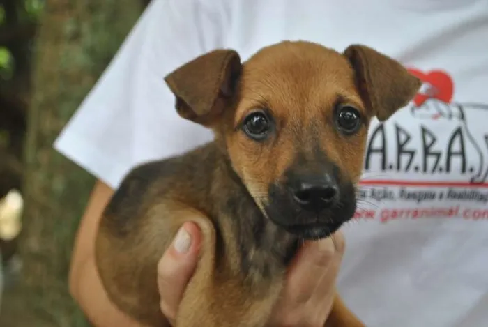 Cachorro ra a SRD idade 2 a 6 meses nome Elvis