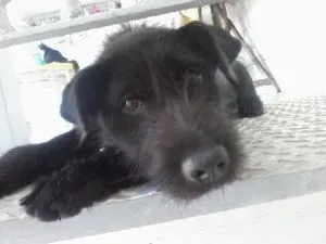 Cachorro raça SRD idade 7 a 11 meses nome Bolinha