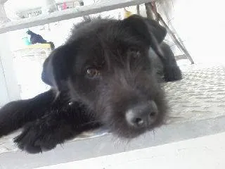 Cachorro ra a SRD idade 7 a 11 meses nome Bolinha