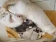 Gatinhos