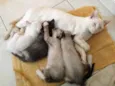 Gatinhos