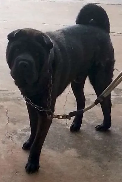 Cachorro ra a Shar Pei idade  nome Thor
