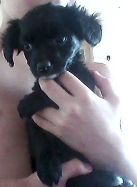 Cachorro ra a SRD idade  nome Lindos filhotes