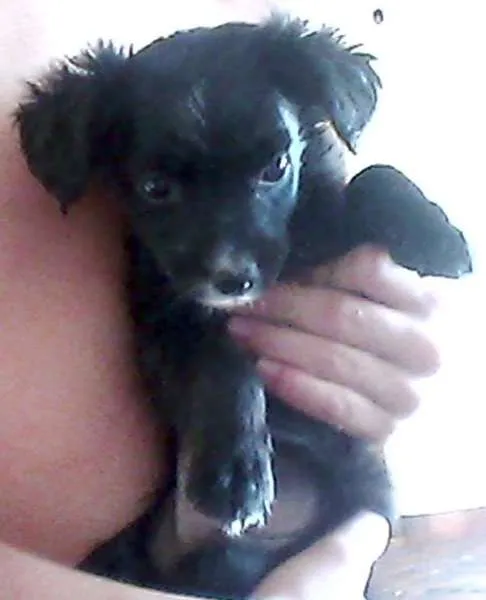 Cachorro ra a SRD idade  nome Lindos filhotes